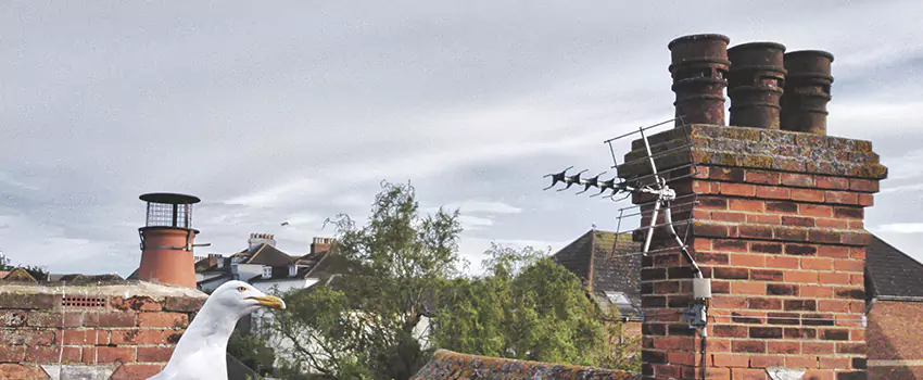 Chimney Cleaning And Restoration in Allendale, Michigan
